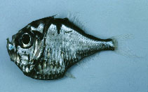 To FishBase images (<i>Polyipnus triphanos</i>, by Gloerfelt-Tarp, T.)