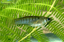 To FishBase images (<i>Poeciliopsis turrubarensis</i>, by Slaboch, R.)