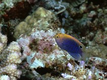To FishBase images (<i>Pomacentrus vaiuli</i>, Philippines, by Cook, D.C.)