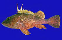 To FishBase images (<i>Pontinus vaughani</i>, Clipperton I., by Robertson, R.)