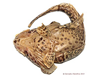 To FishBase images (<i>Pogonophryne ventrimaculata</i>, Antarctica, by Shandikov, G.A.)