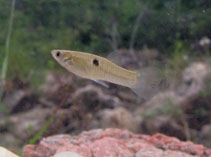 To FishBase images (<i>Poecilia vivipara</i>, Brazil, by Ramos, T.P.A.)