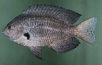 To FishBase images (<i>Pomacentrus wardi</i>, Australia, by Randall, J.E.)