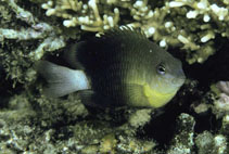To FishBase images (<i>Pomacentrus xanthosternus</i>, Indonesia, by Randall, J.E.)
