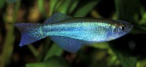 Image of Procatopus aberrans (Bluegreen lampeye)