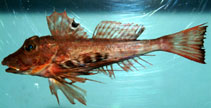 To FishBase images (<i>Prionotus alatus</i>, by NOAA\NMFS\Mississippi Laboratory)