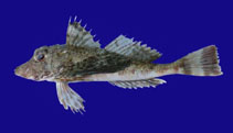 To FishBase images (<i>Prionotus albirostris</i>, Panama, by Robertson, R.)