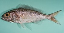 To FishBase images (<i>Pristipomoides auricilla</i>, Maldives, by Randall, J.E.)