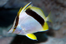 To FishBase images (<i>Prognathodes aya</i>, by Dubosc, J.)