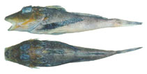 To FishBase images (<i>Prionotus beani</i>, by JAMARC)