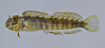 To FishBase images (<i>Praealticus bilineatus</i>, Japan, by Senou, H.)