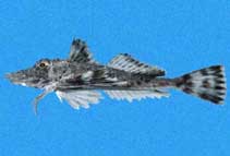 To FishBase images (<i>Prionotus birostratus</i>, Panama, by Robertson, R.)