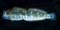 To FishBase images (<i>Praealticus caesius</i>, Tonga, by Randall, J.E.)