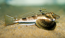 To FishBase images (<i>Prionotus carolinus</i>, by Crippen, C.)