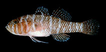 To FishBase images (<i>Priolepis randalli</i>, Saudi Arabia, by Randall, J.E.)