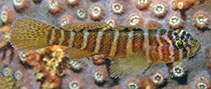 To FishBase images (<i>Priolepis cinctus</i>, Brunei Darsm, by Allen, G.R.)