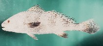 To FishBase images (<i>Protonibea diacanthus</i>, Indonesia, by Randall, J.E.)