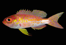 To FishBase images (<i>Pronotogrammus eos</i>, Panama, by Robertson, R.)