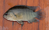 Image of Pristolepis fasciata (Malayan leaffish)
