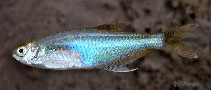 To FishBase images (<i>Prionobrama filigera</i>, Peru, by Yuri Hooker/WWF-OPP)