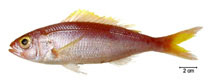 To FishBase images (<i>Pristipomoides freemani</i>, Brazil, by Fischer, L.G.)