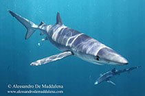 Image of Prionace glauca (Blue shark)