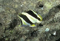 To FishBase images (<i>Prognathodes guezei</i>, South Africa, by Pyle, R.L.)