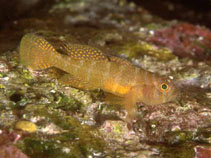 To FishBase images (<i>Priolepis hipoliti</i>, USA, by Burek, Joyce/Frank)