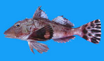 To FishBase images (<i>Prionotus horrens</i>, Panama, by Robertson, R.)