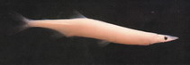To FishBase images (<i>Protosalanx hyalocranius</i>, by CAFS)