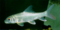 To FishBase images (<i>Probarbus jullieni</i>, by Freyhof, J.)