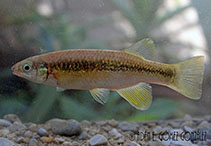 Image of Tlaloc labialis (Largelip killifish)