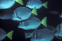 Image of Prionurus laticlavius (Razor surgeonfish)