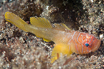 To FishBase images (<i>Priolepis latifascima</i>, Indonesia, by Ryanskiy, A.)