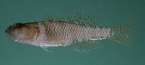 To FishBase images (<i>Priolepis limbatosquamis</i>, Hawaii, by Randall, J.E.)
