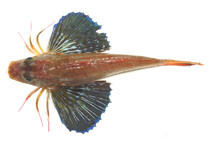 To FishBase images (<i>Prionotus longispinosus</i>, by NOAA\NMFS\Mississippi Laboratory)