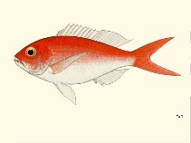Image of Pristipomoides macrophthalmus (Cardinal snapper)