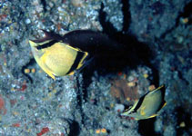 To FishBase images (<i>Prognathodes marcellae</i>, Sao Tome Princ., by Wirtz, P.)