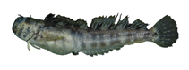 To FishBase images (<i>Praealticus margaritarius</i>, by National Museum of Marine Biology and Aquarium, Taiwan)