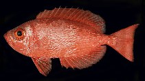 To FishBase images (<i>Priacanthus meeki</i>, Hawaii, by Randall, J.E.)