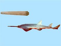 Image of Pristis microdon (Largetooth sawfish)