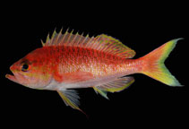 To FishBase images (<i>Pronotogrammus multifasciatus</i>, Panama, by Robertson, R.)