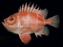 To FishBase images (<i>Pristigenys niphonia</i>, Ryukyu Is., by Randall, J.E.)