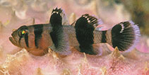 To FishBase images (<i>Priolepis nocturna</i>, Papua New Guinea, by Allen, G.R.)