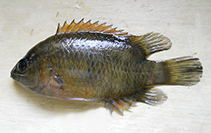 Image of Pristolepis pentacantha (Wayanad leaffish)