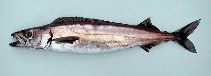 To FishBase images (<i>Promethichthys prometheus</i>, Cape Verde, by Cambraia Duarte, P.M.N. (c)ImagDOP)