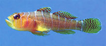 To FishBase images (<i>Priolepis profunda</i>, Indonesia, by Erdmann, M.V.)