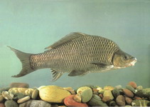Image of Procypris rabaudi (Rock carp)