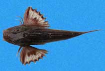 To FishBase images (<i>Prionotus ruscarius</i>, Panama, by Robertson, R.)