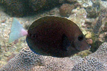 To FishBase images (<i>Prionurus scalprum</i>, Hong Kong, by To, W.-L.)
